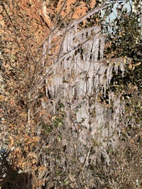 a tree with a lot of ice on it